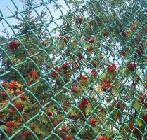 Сетка-рабица